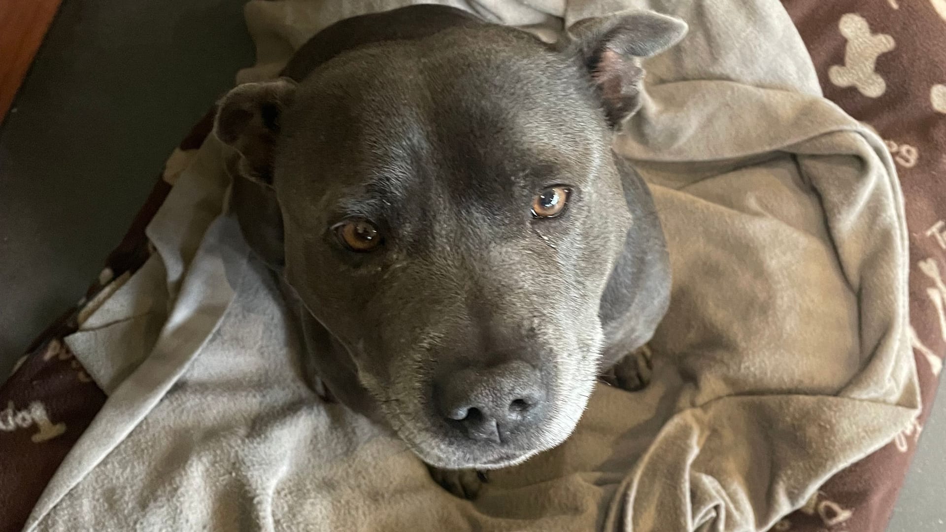 Frankie Blue: Der Staffordshire Bullterrier nimmt das Treiben im Restaurant gelassen.