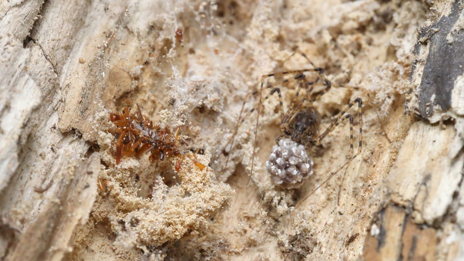Knochensammler-Raupe trägt Überreste ihrer Beute als Tarnung Knochensammler-Raupe trägt Überreste ihrer Beute als Tarnung
