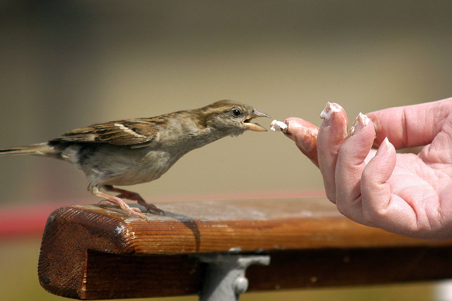 Ein Haussperling, auch Spatz genannt, frisst aus der Hand: Bei der Vogelzählung sind deutlich weniger Spatzen gesichtet worden.