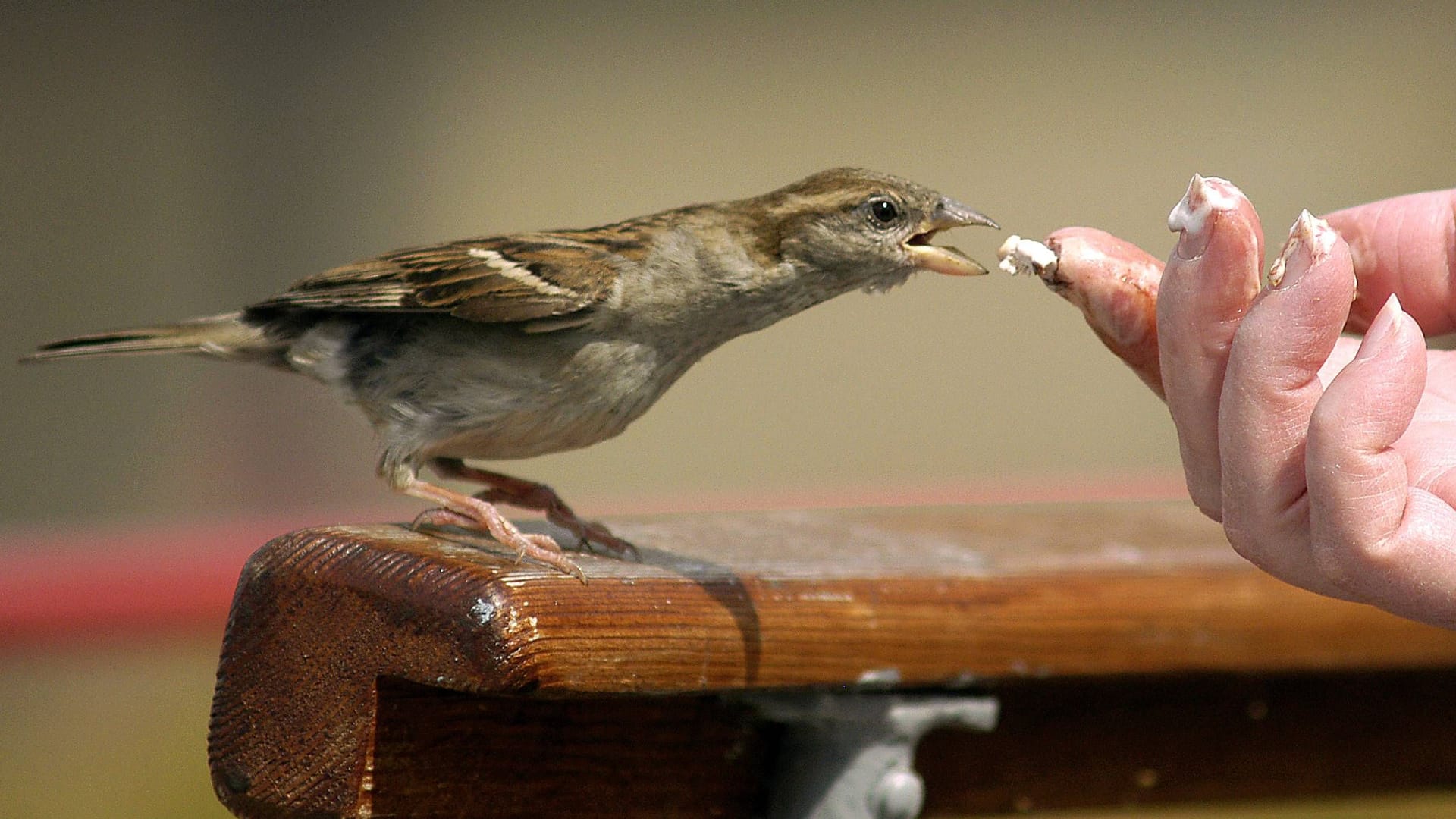 Ein Haussperling, auch Spatz genannt, frisst aus der Hand: Bei der Vogelzählung sind deutlich weniger Spatzen gesichtet worden. Ein Haussperling, auch Spatz genannt, frisst aus der Hand: Bei der Vogelzählung sind deutlich weniger Spatzen gesichtet worden.