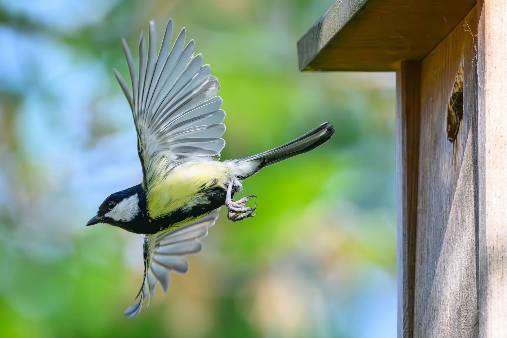 Stunde der Gartenvögel
