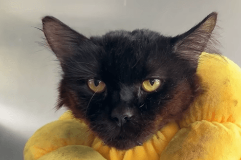 Kater Rufasa aus dem Tierheim Berlin