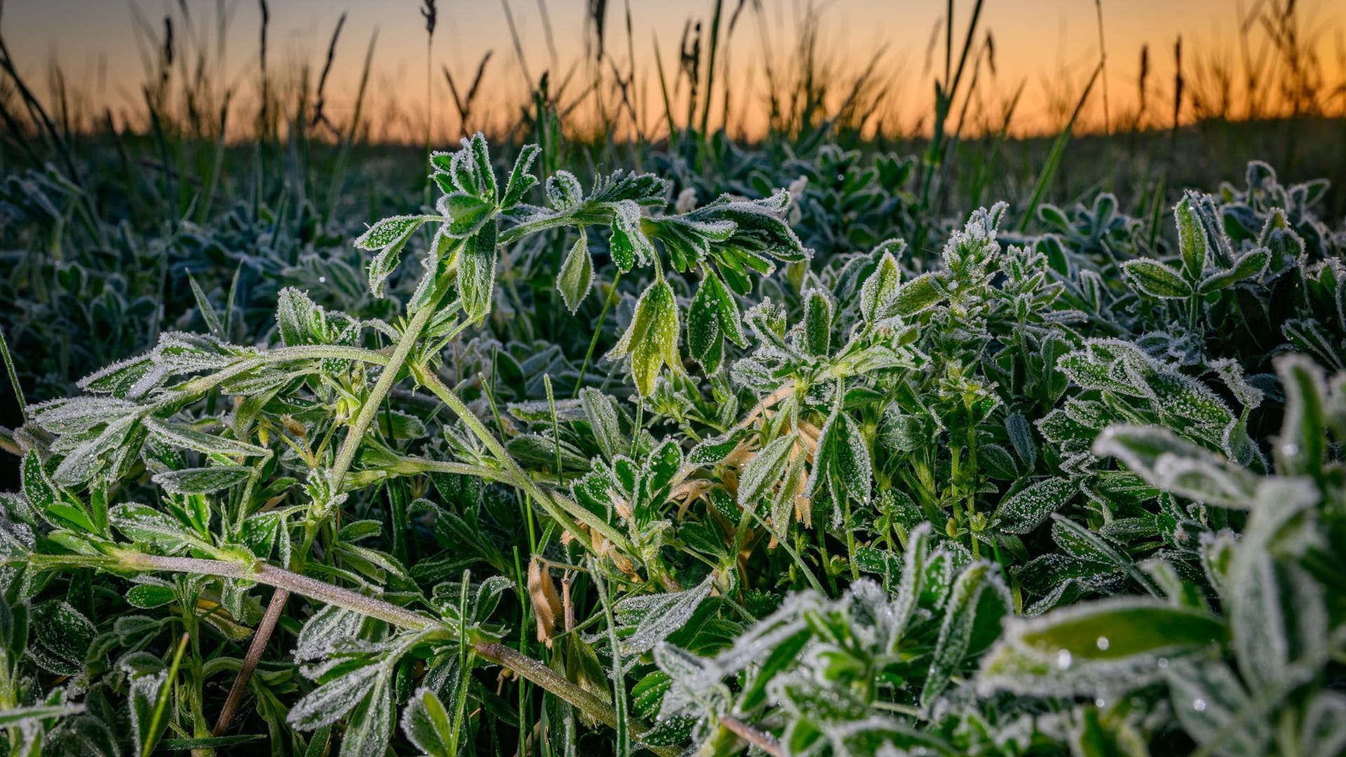 Morgenstimmung in Brandenburg