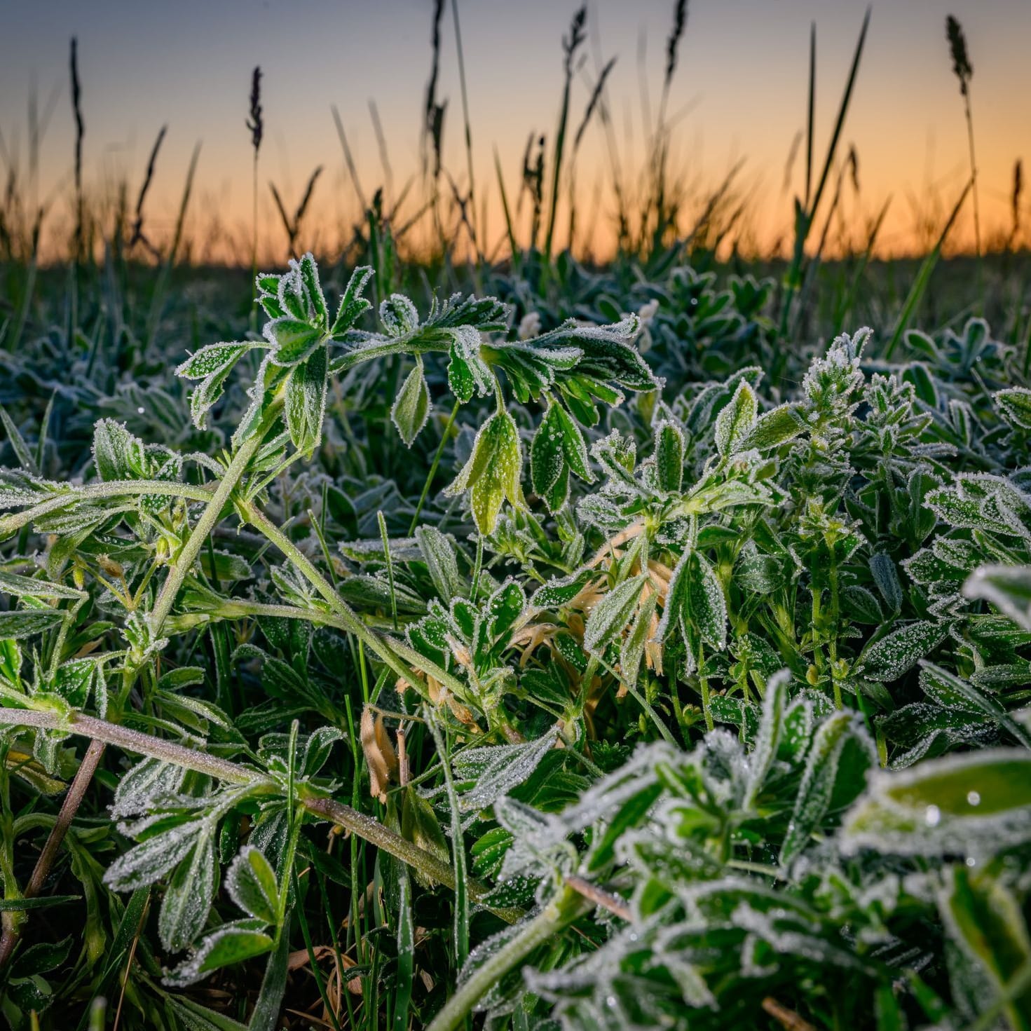Morgenstimmung in Brandenburg