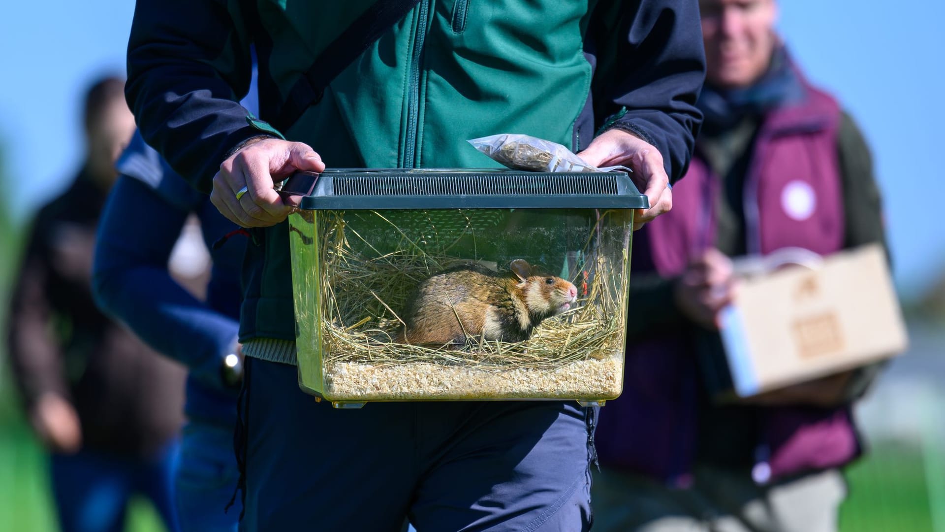 Zoo Leipzig weitet Projekt zur Auswilderung von Hamstern aus