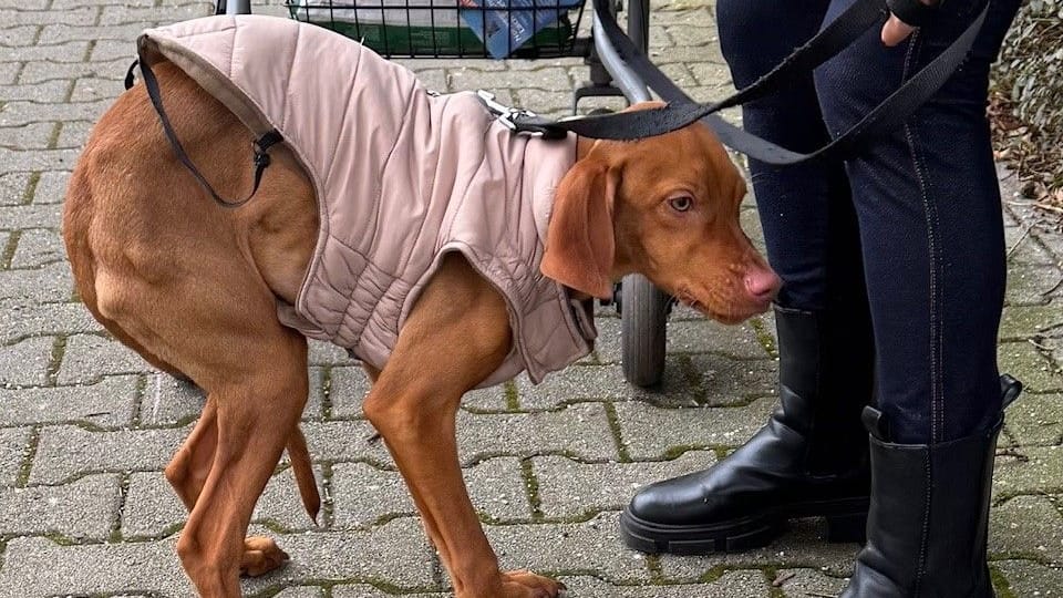 Als "Skelett mit Haut" bezeichneten die Tierretter damals die vollkommen abgemagerte Bella. Als "Skelett mit Haut" bezeichneten die Tierretter damals die vollkommen abgemagerte Bella.