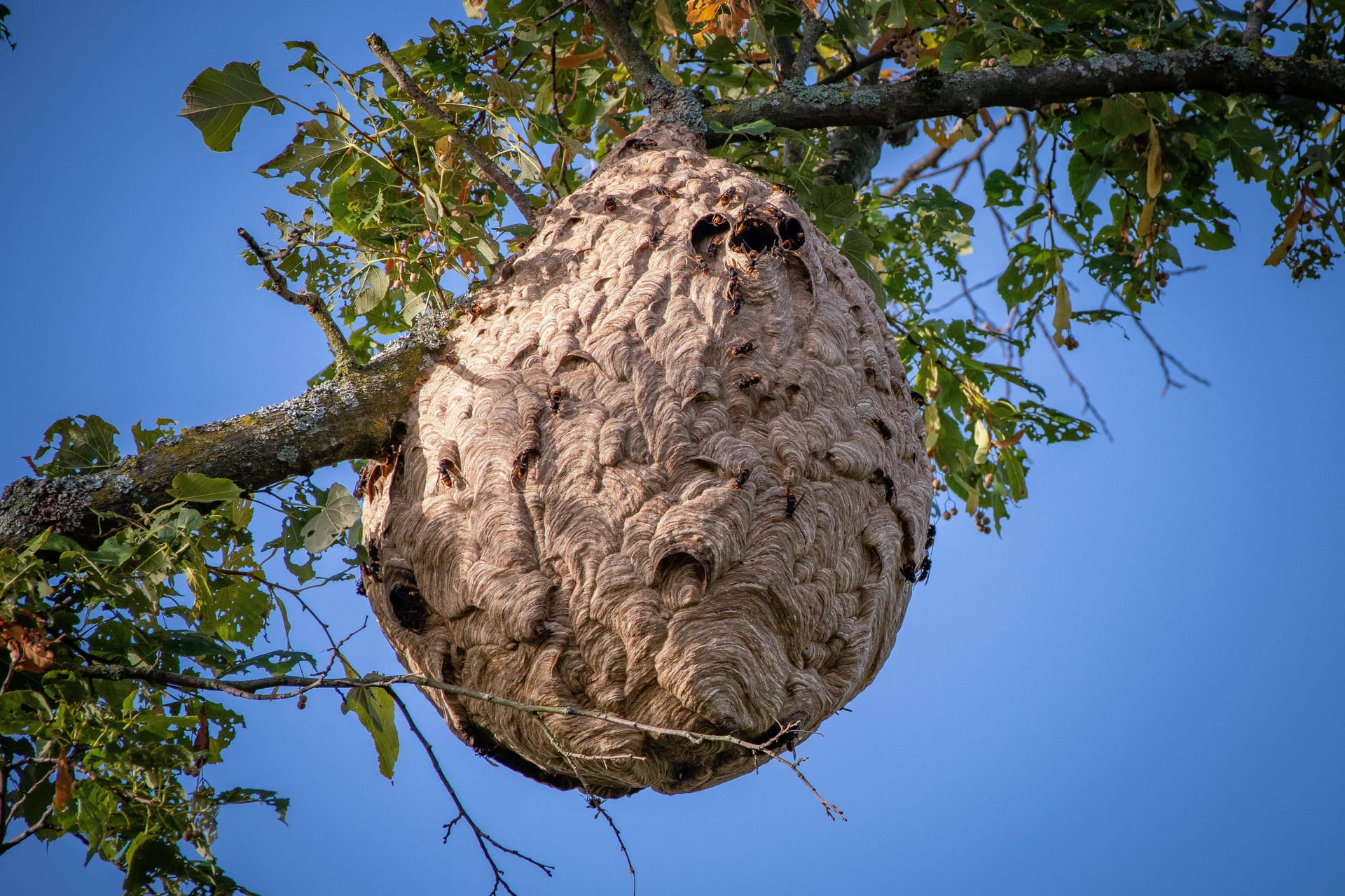 Das riesige Nest einer Asiatischen Hornisse: 2024 haben Forscher in Nordrhein-Westfalen deutlich mehr Nester entdeckt.