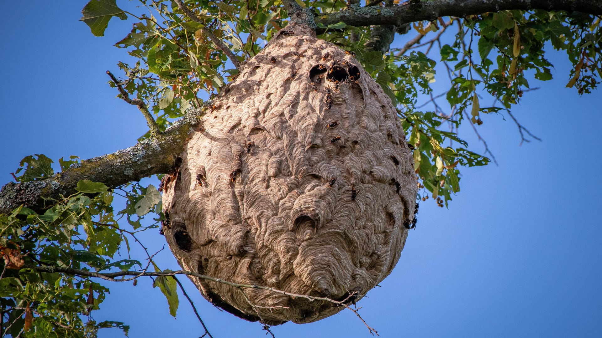 Das riesige Nest einer Asiatischen Hornisse: 2024 haben Forscher in Nordrhein-Westfalen deutlich mehr Nester entdeckt.