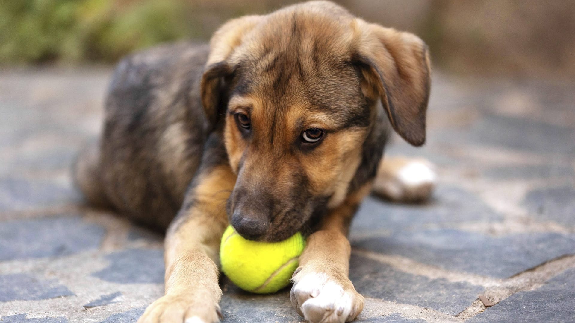 Ein Hund (Archivbild): Weit über 1.400 Tiere hat das Tierheim bereits aufgenommen.