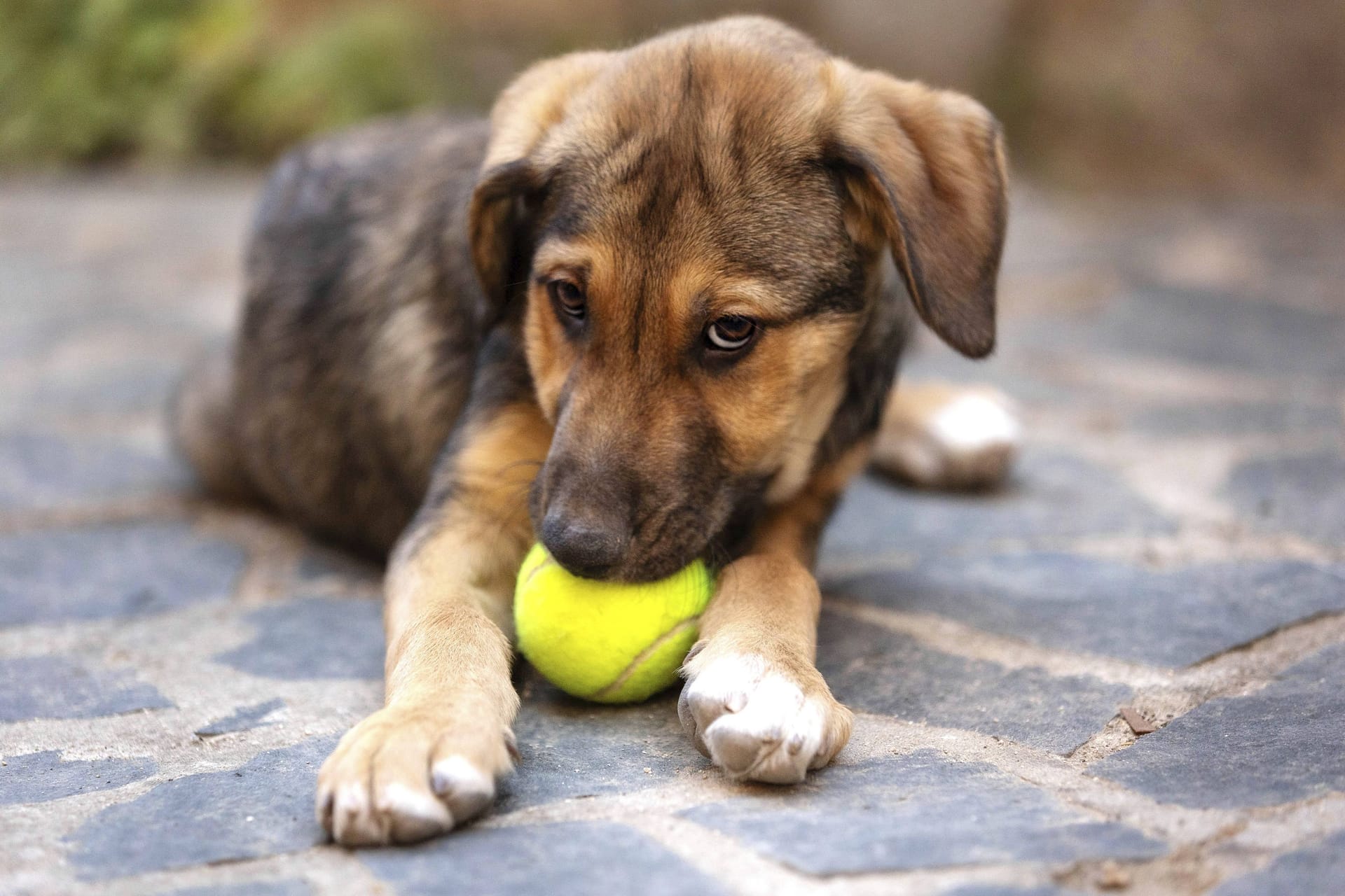 Ein Hund (Archivbild): Weit über 1.400 Tiere hat das Tierheim bereits aufgenommen.