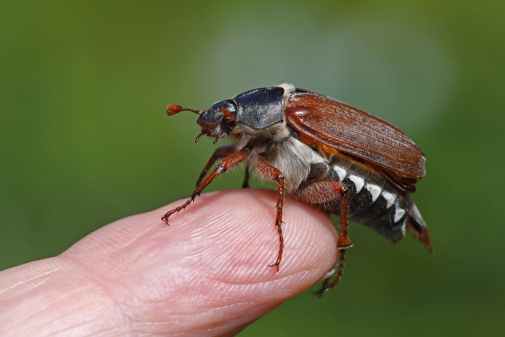 imago 92016685