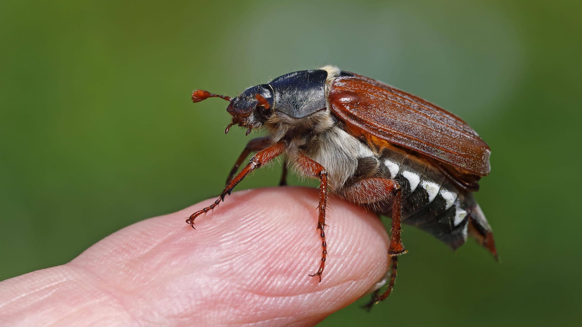 imago 92016685