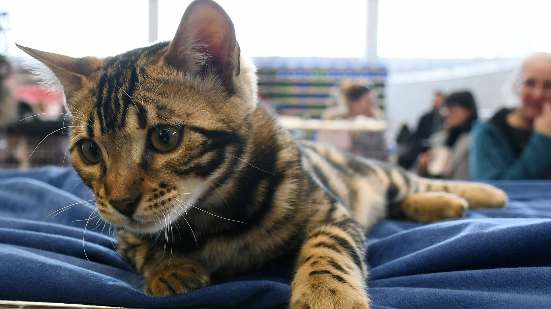 Eine Katze liegt auf einem Handtuch (Symbolbild): In Thüringen haben Tierquäler offenbar eine Samtpfote malträtiert.