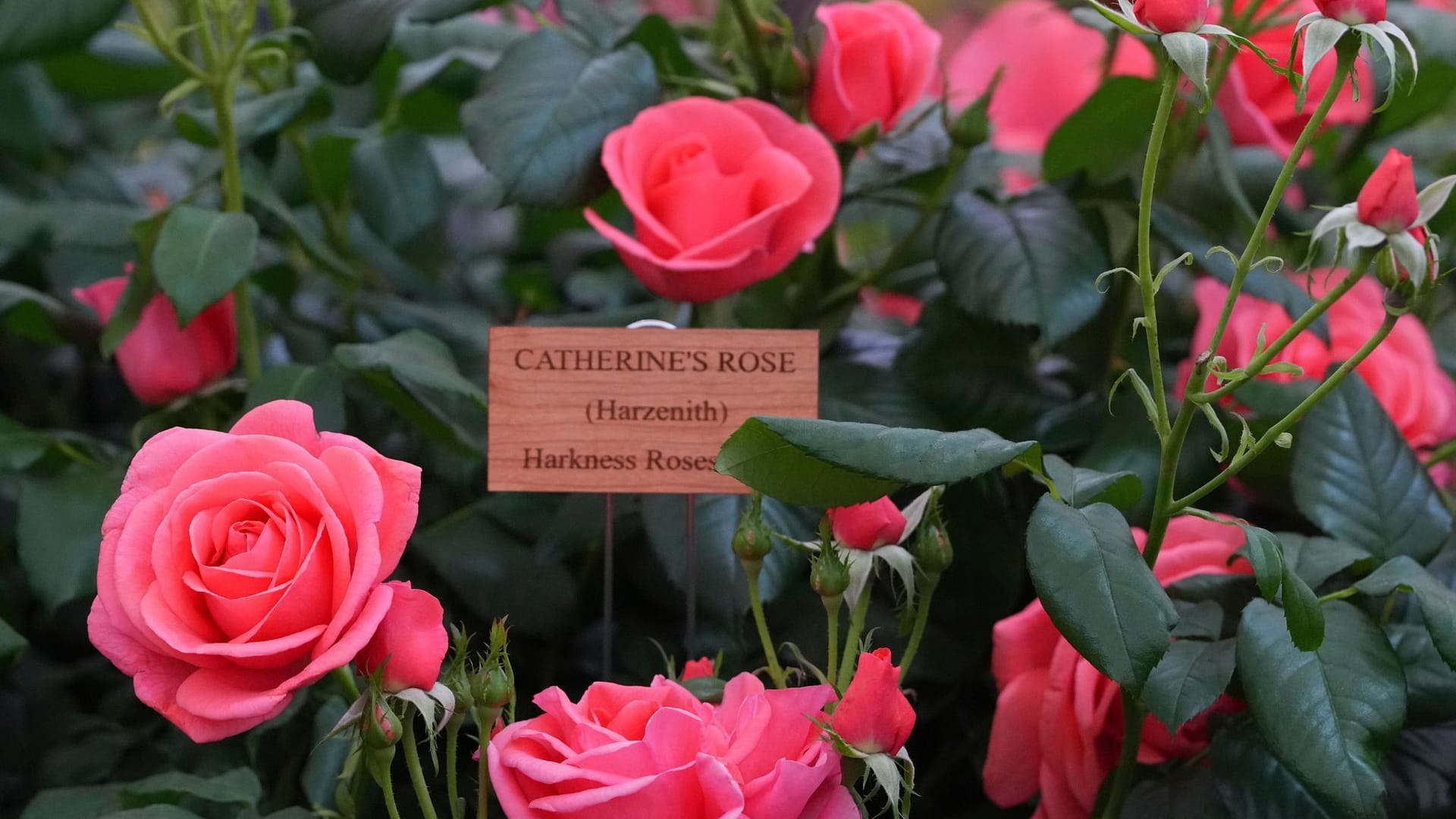 Chelsea Flower Show in London