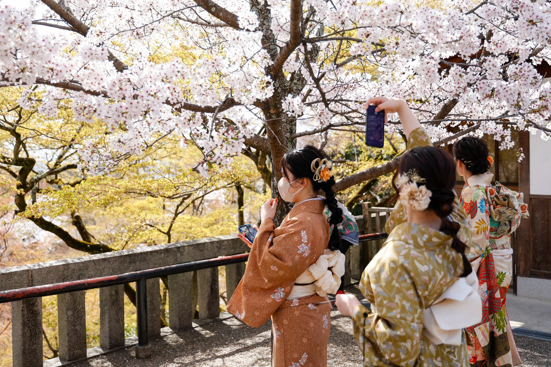 Kiyomizu Temple in Kyoto: Frauen in traditionellen Kimonos fotografieren die Kirschblüten.