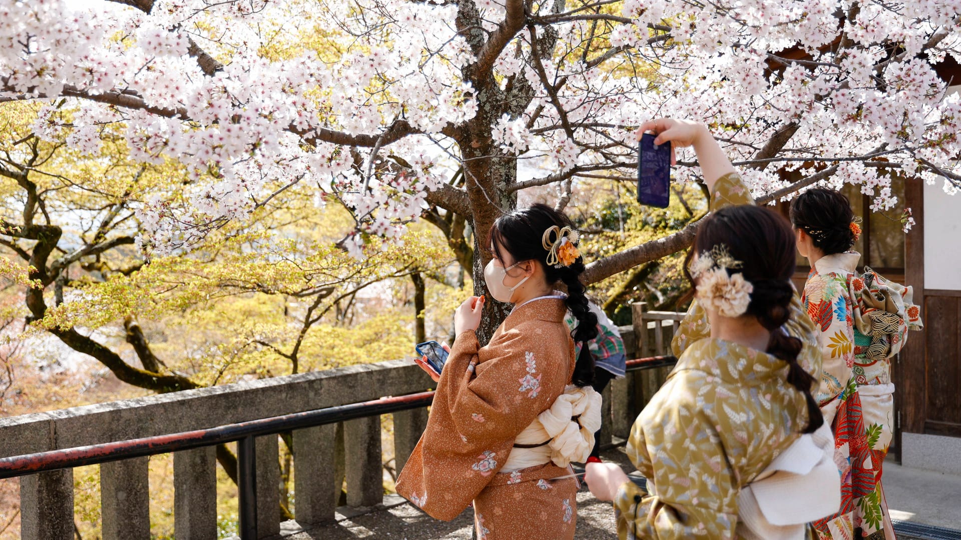 Kiyomizu Temple in Kyoto: Frauen in traditionellen Kimonos fotografieren die Kirschblüten.