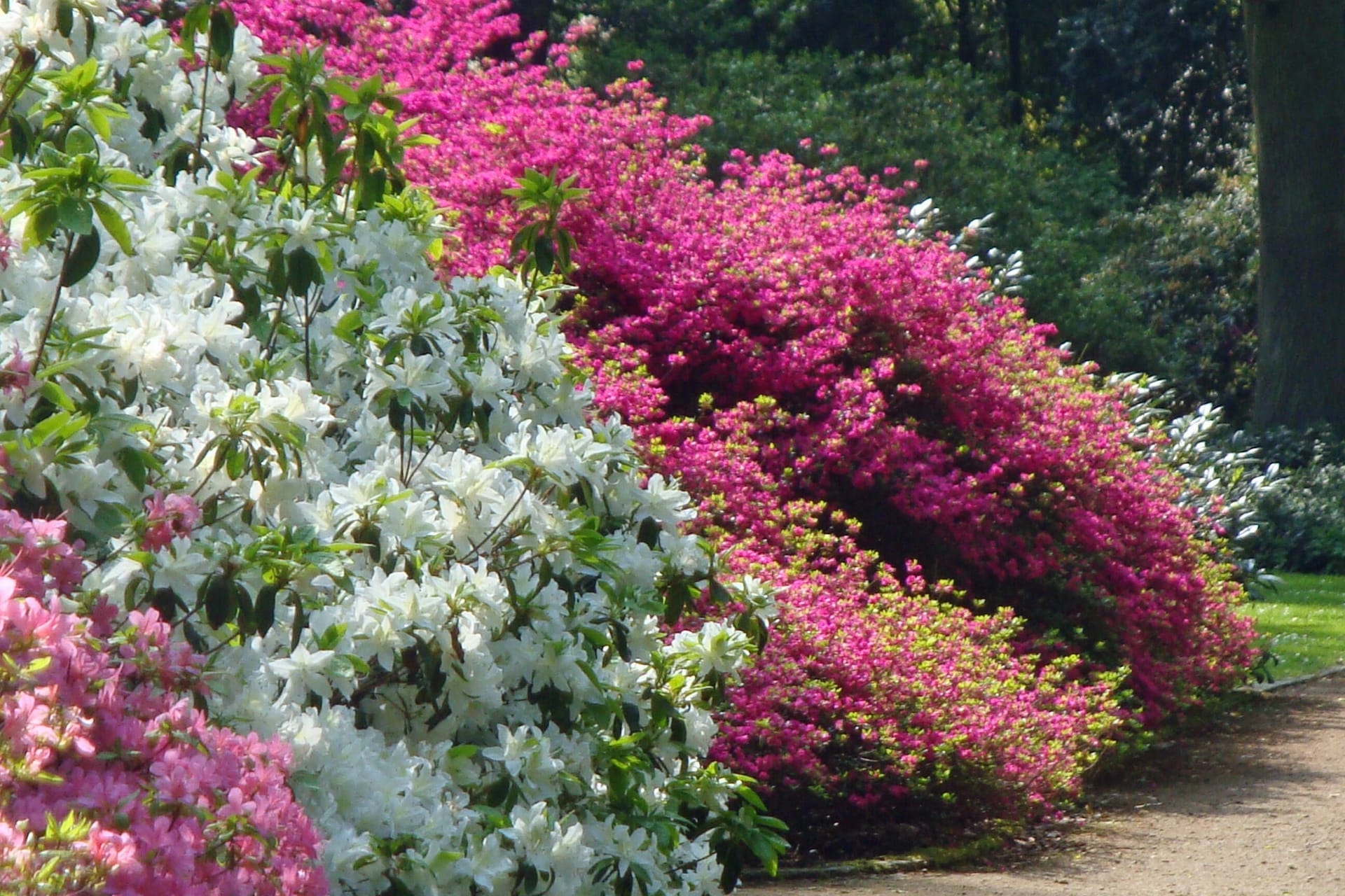Blütenzeit im Bremer Rhododendron-Park.