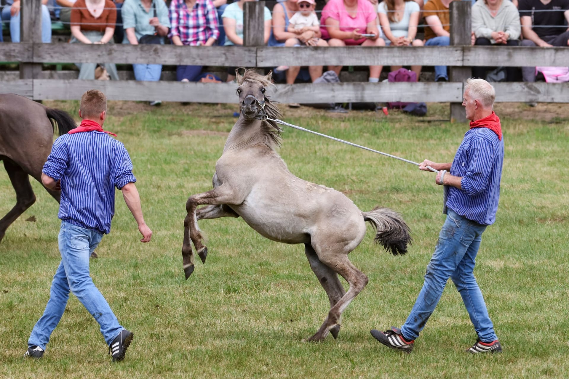 Traditioneller Fang der Wildpferde im Merfelder Bruch