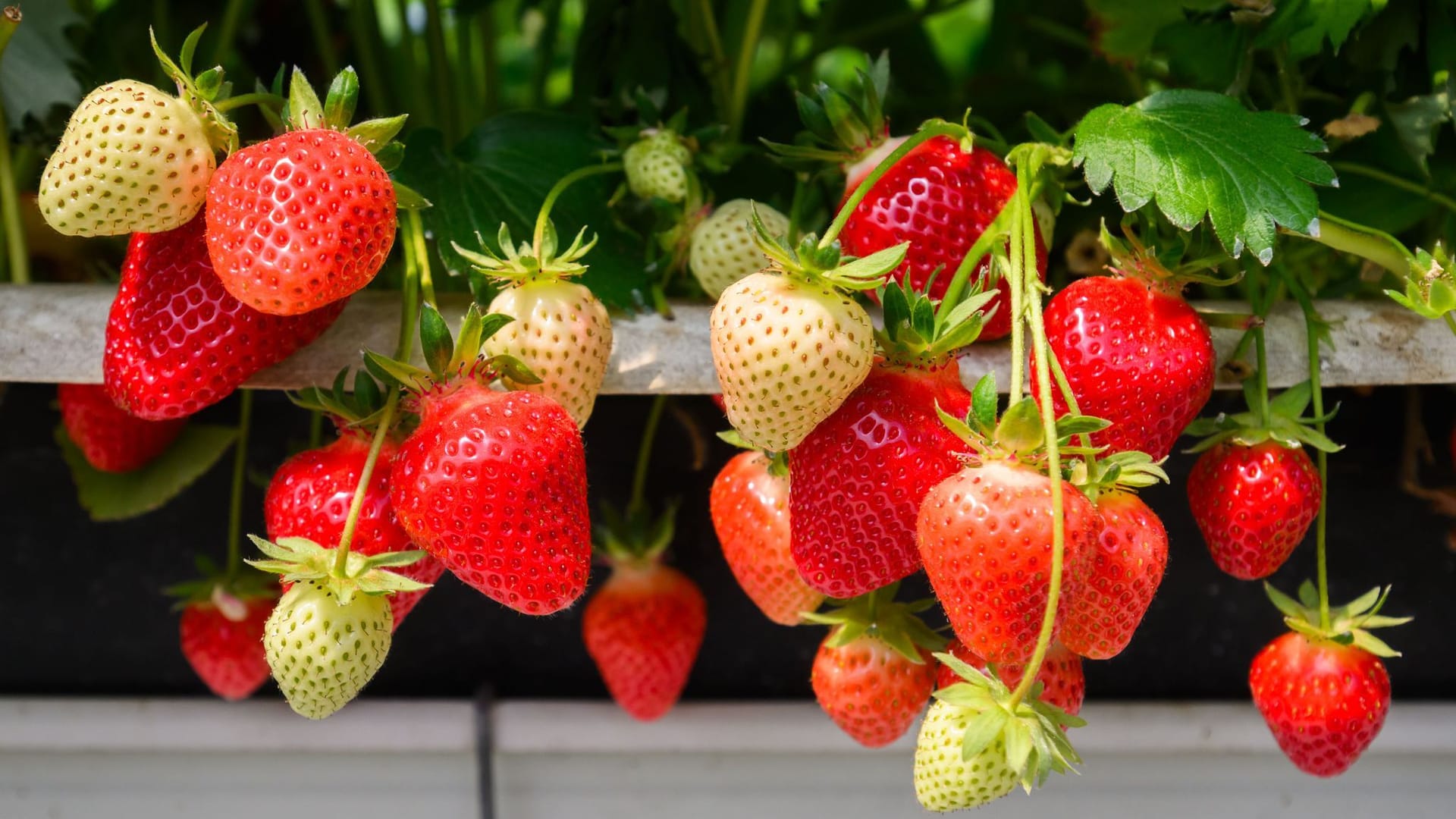 Erdbeeren in einem Folientunnel in der Region Hannover: Das sonnige Frühjahr hat die Reifung beschleunigt.