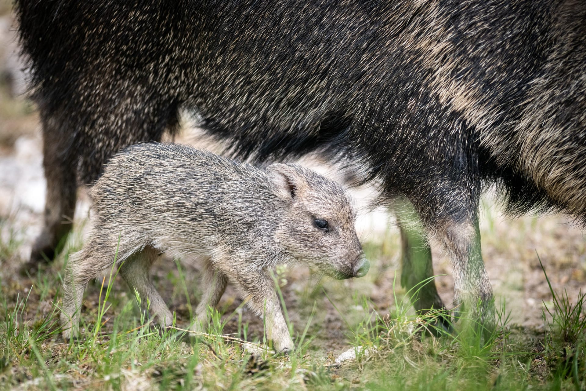 Das Nabelschwein-Jungtier läuft im Nürnberger Tiergarten mit seiner Mutter umher.