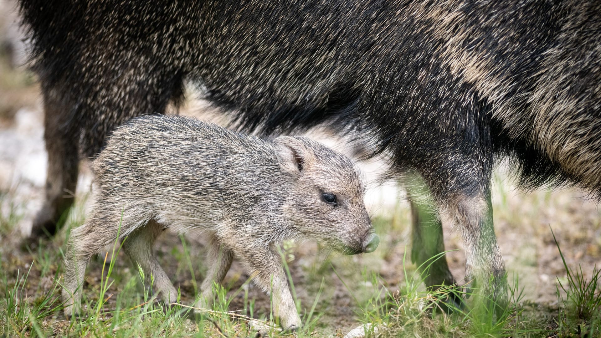 Das Nabelschwein-Jungtier läuft im Nürnberger Tiergarten mit seiner Mutter umher.