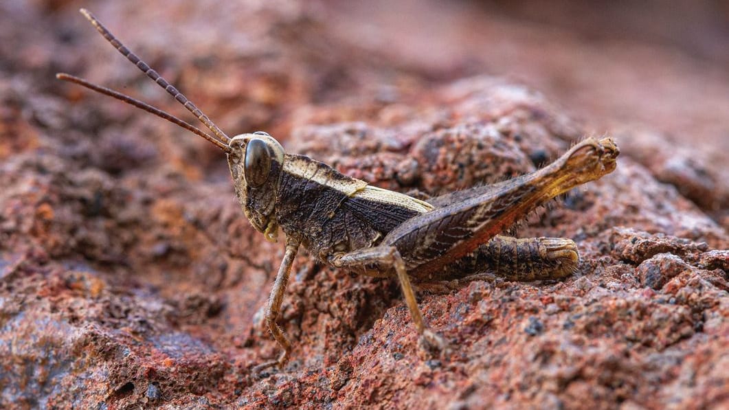 Die Monte-Gordo-Heuschrecke (Eyprepocprifas insularis): Das Tier lebt ausschließlich auf der Insel São Nicolau.