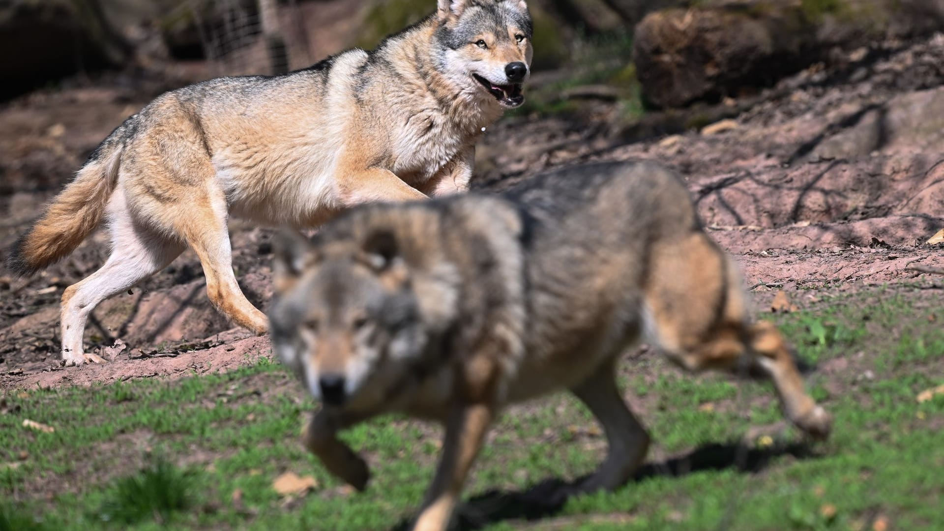 Wolf