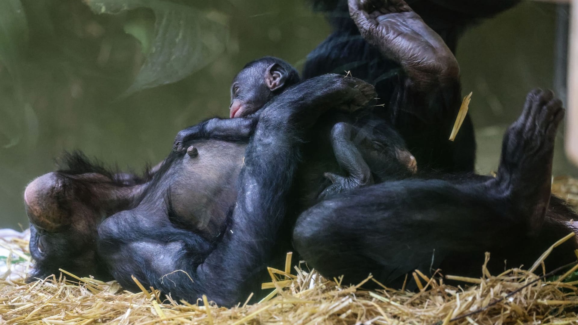 Bonobo-Weibchen im Kölner Zoo geboren