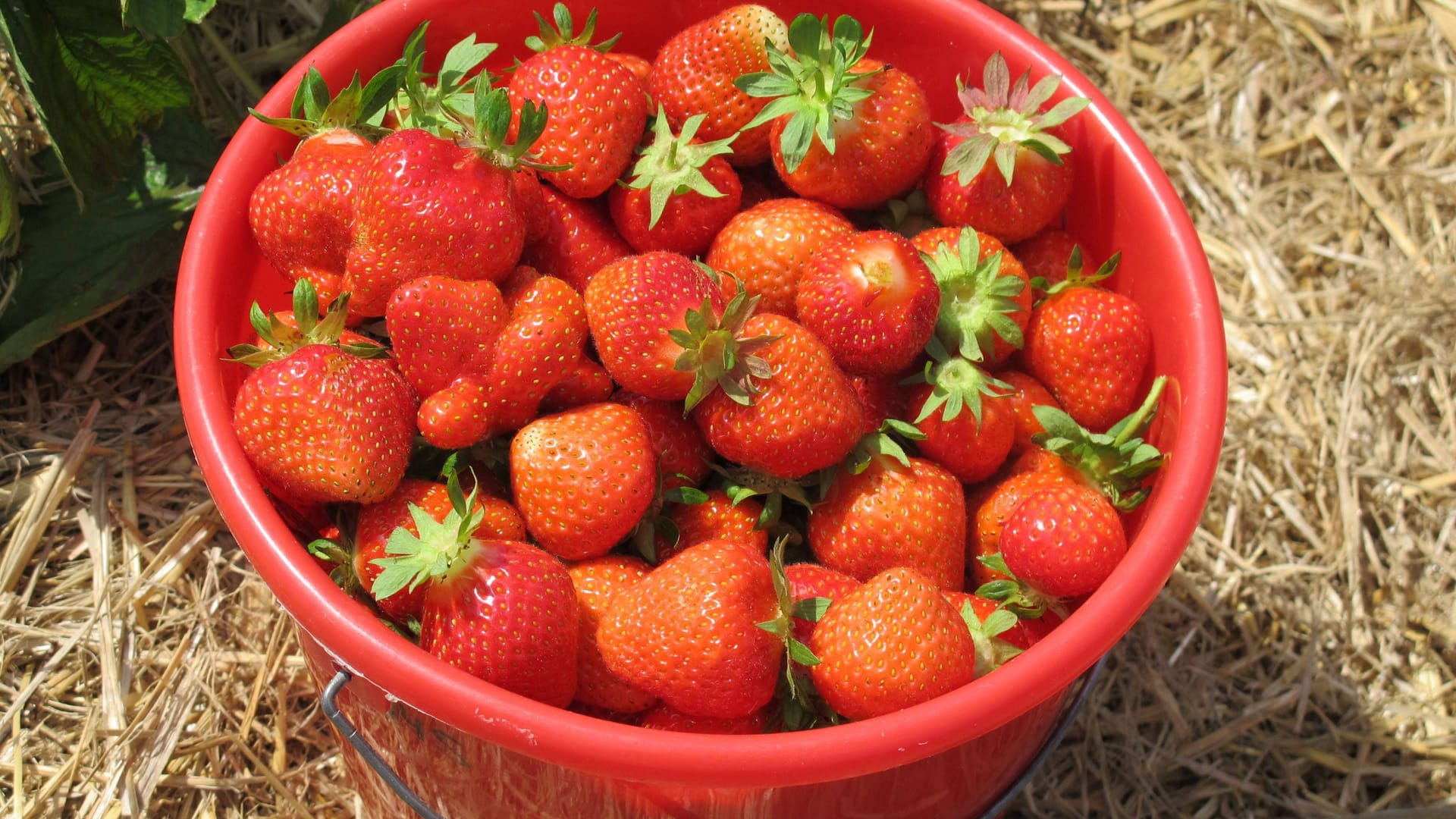 Erdbeeren selbst pflücken: Wer mag, bringt sein eigenes Behältnis mit.
