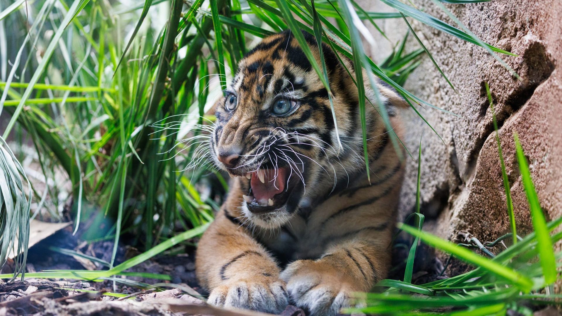 Rasmi, einer der zwei kleinen Sumatra-Tiger. Mutter Cinta hatte die beiden Sumatra-Tigerbabys Rasmi und Mandala bereits am 20. Februar zur Welt gebracht.