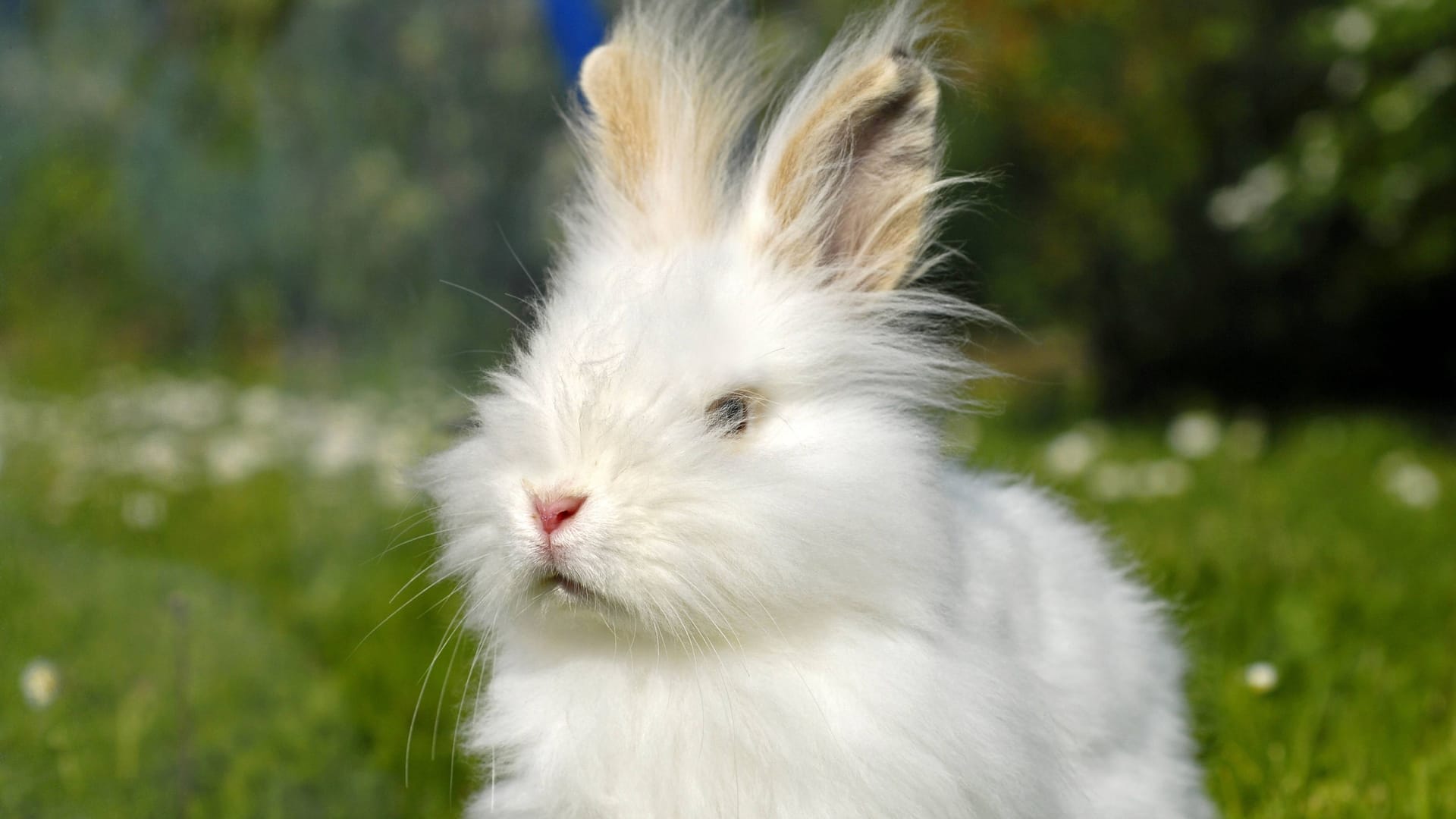 Ein Angora-Kaninchen (Symbolbild): Ash muss wegen seiner Rasse regelmäßig geschoren werden. Ein Angora-Kaninchen (Symbolbild): Ash muss wegen seiner Rasse regelmäßig geschoren werden.