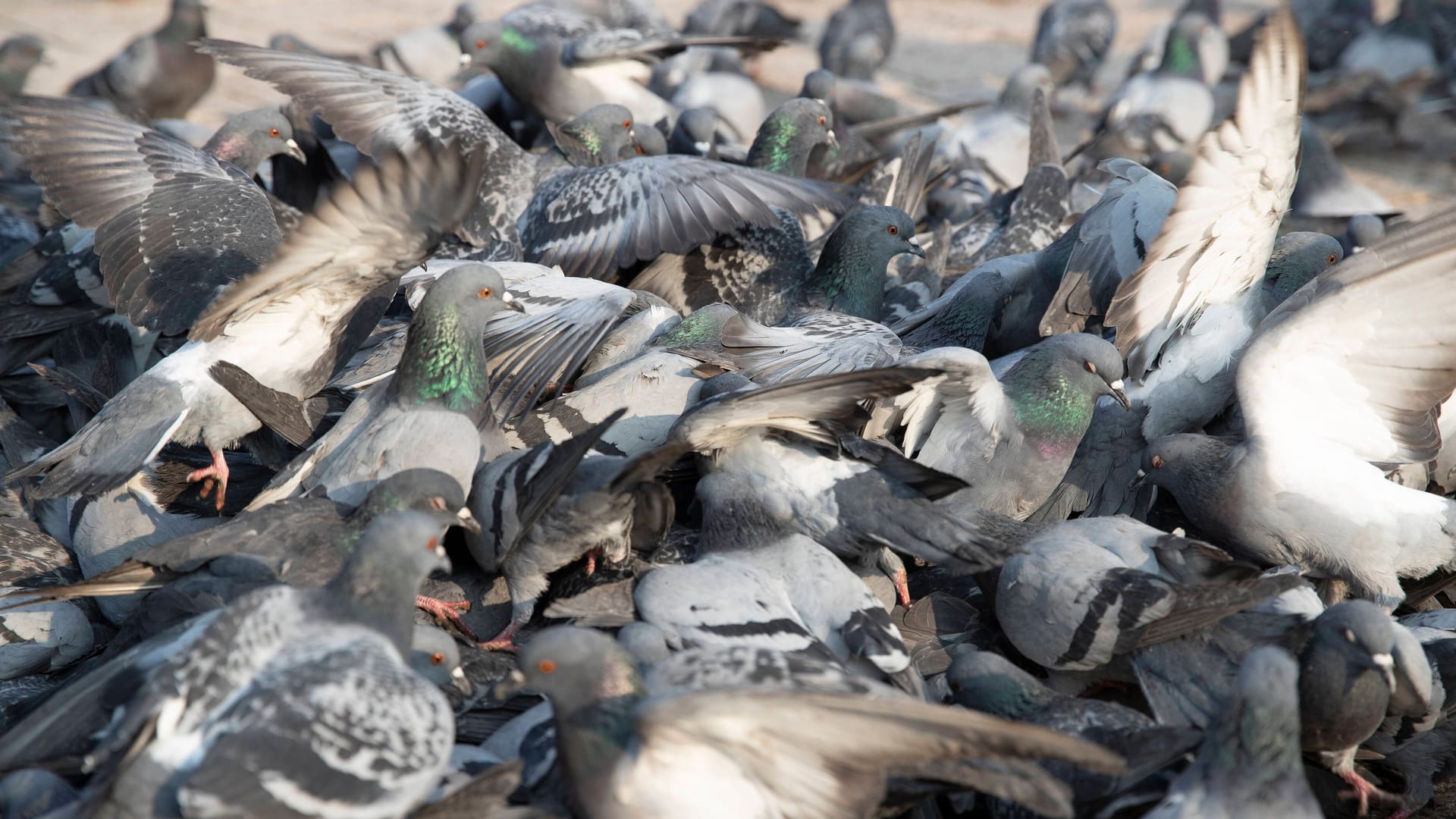 Tauben (Symbolbild): Im Bremer Tierheim landeten drei Tauben, die ausgesetzt worden waren. Tauben (Symbolbild): Im Bremer Tierheim landeten drei Tauben, die ausgesetzt worden waren.