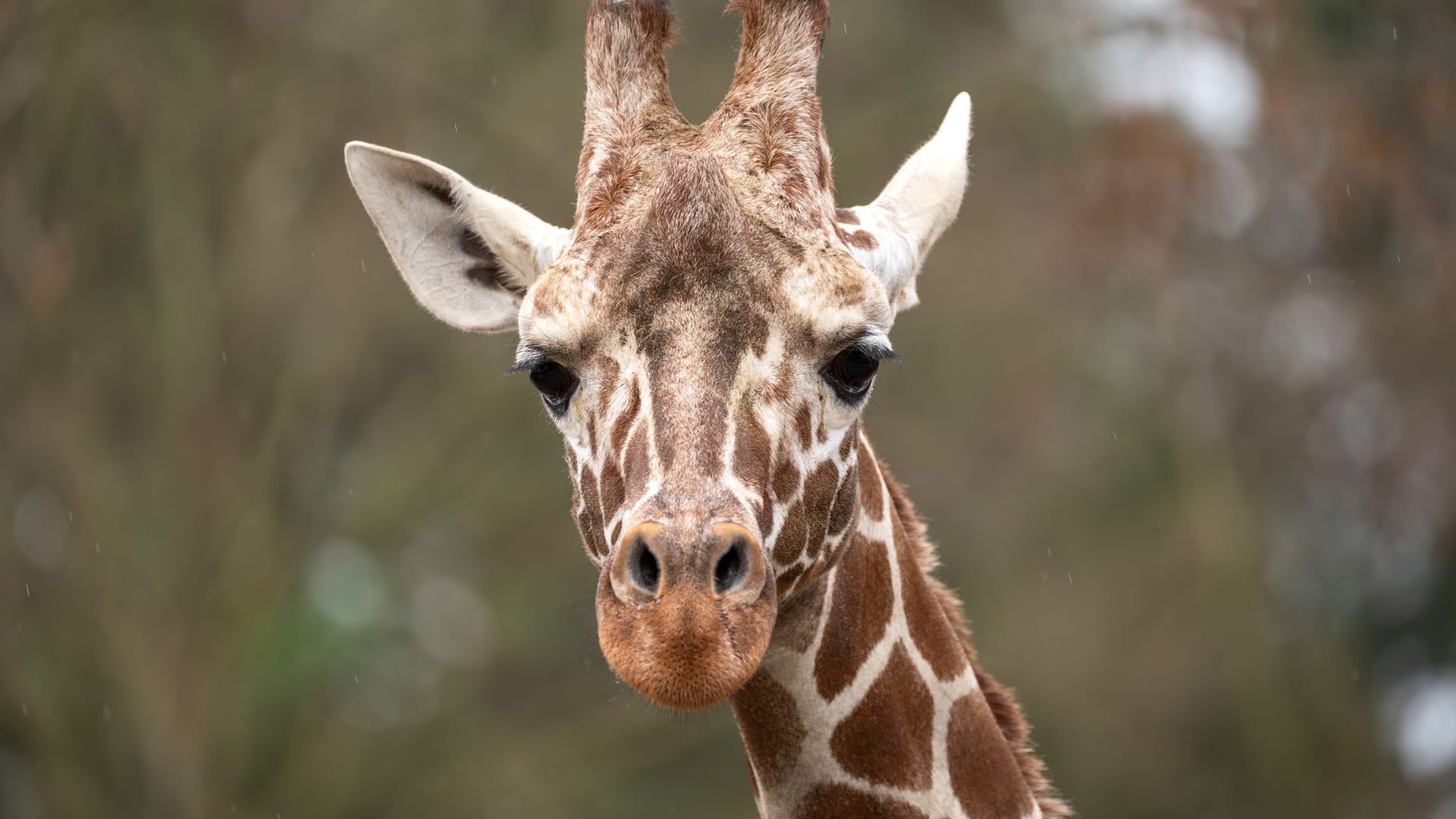 Giraffenbulle Tilodi gestorben Giraffenbulle Tilodi gestorben