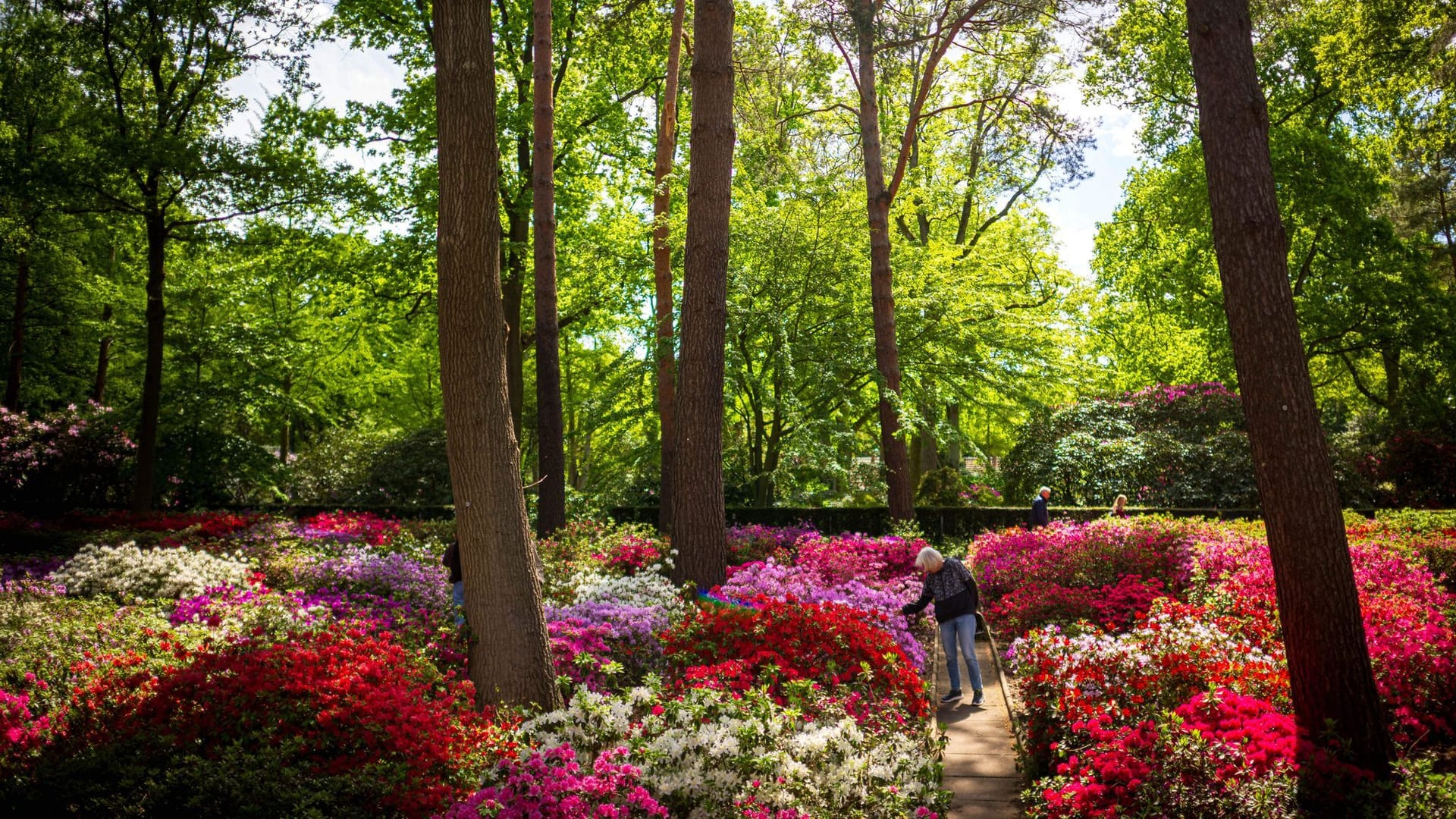 Mit 650 Arten und rund 3.700 Züchtungen gehört der Park in Bremen zu den größten Rhododendron-Sammlungen der Welt. Mit 650 Arten und rund 3.700 Züchtungen gehört der Park in Bremen zu den größten Rhododendron-Sammlungen der Welt.