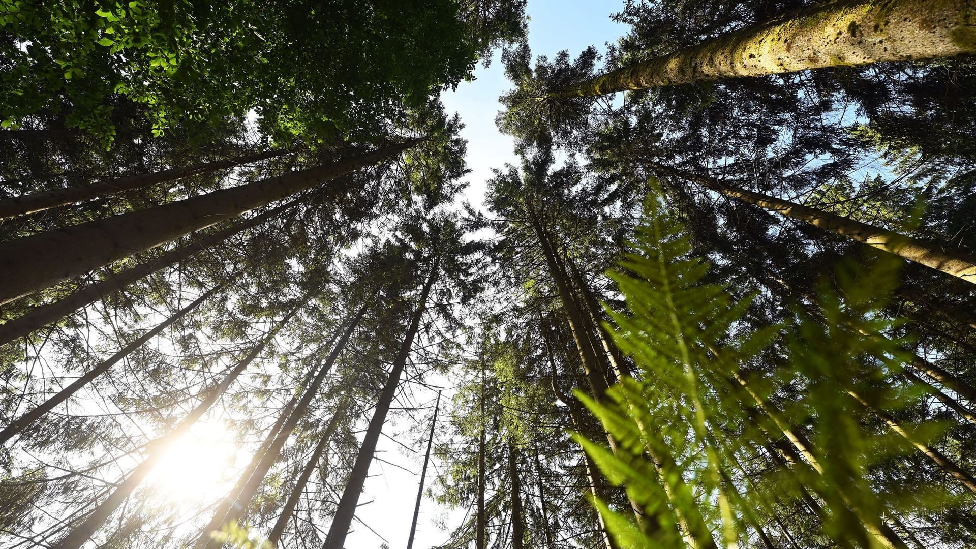 Wald Wald
