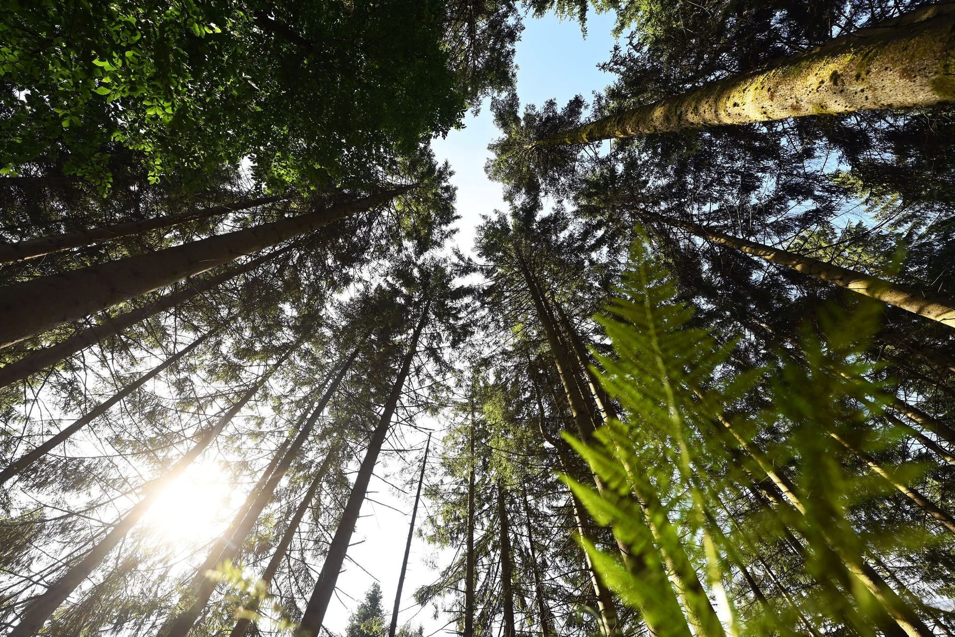 Wald