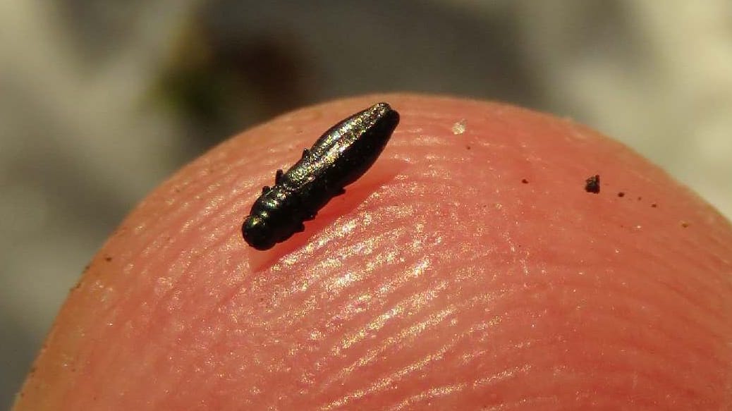 Klein, aber fein: Glänzendschwarze Furchenstirn-Prachtkäfer lebt tatsächlich in Berlin.