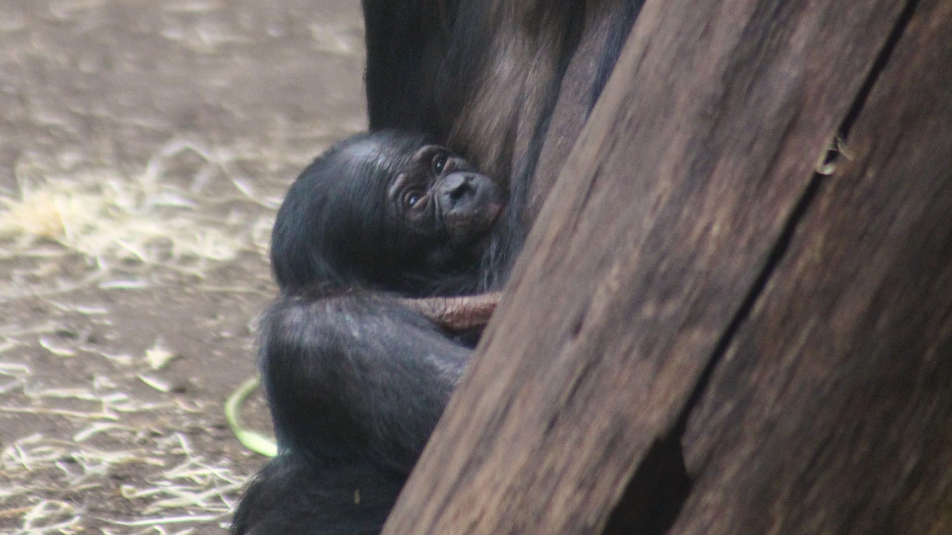 Bonobo-Weibchen Ayebi mit ihrem Jungtier