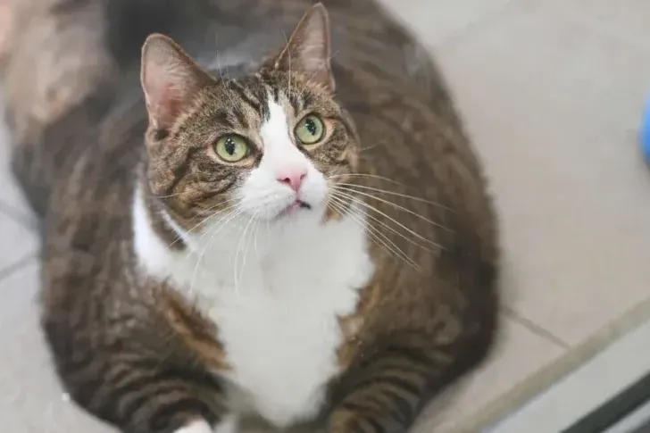 Die stark übergewichtige Sue: Die Europäisch Kurzhaar-Katze benötigt ein ruhiges Zuhause.