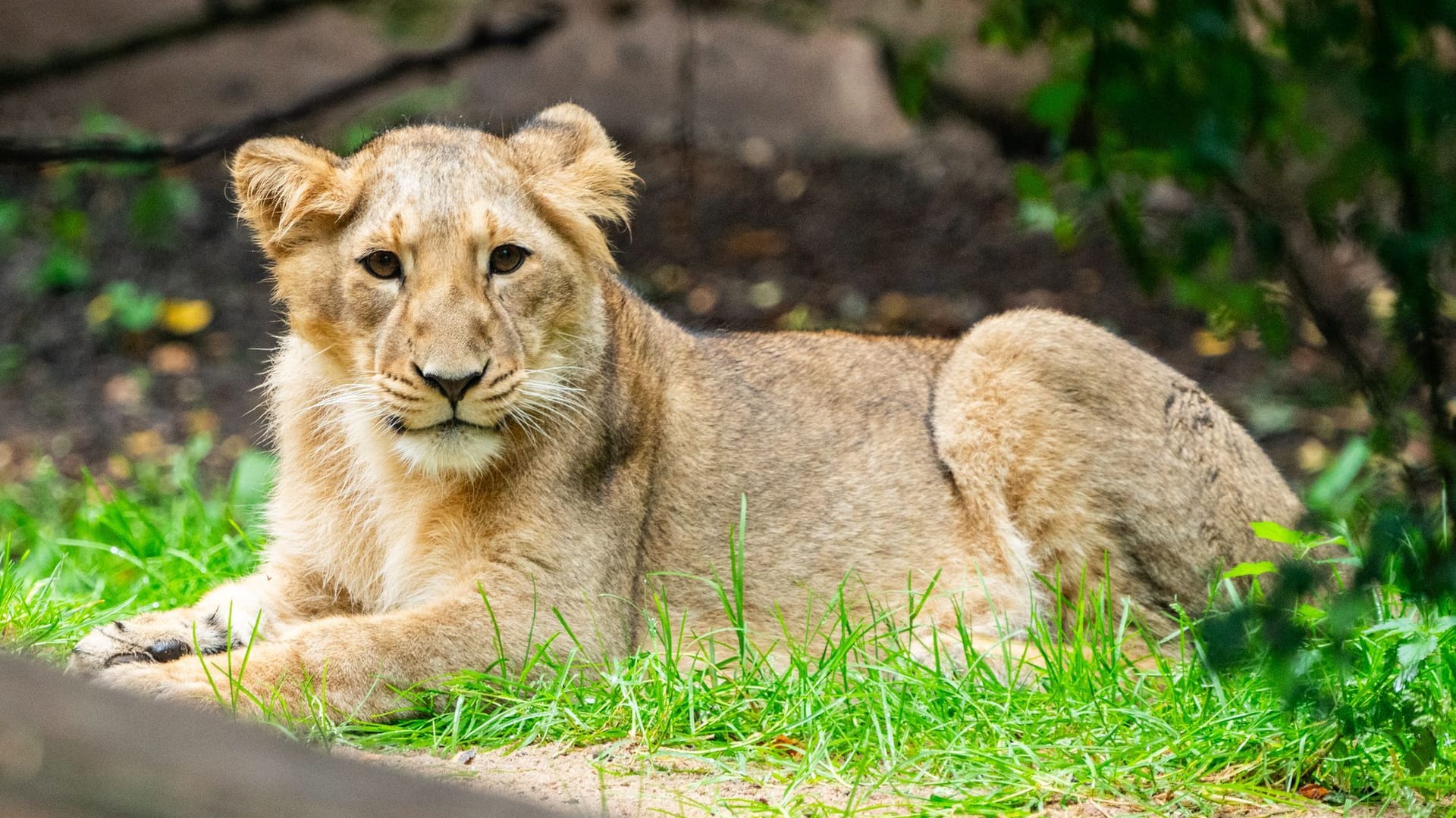 Löwin Indica: Die Raubkatze kam Ende 2023 in Nürnberg auf die Welt – jetzt ist sie umgezogen. Löwin Indica: Die Raubkatze kam Ende 2023 in Nürnberg auf die Welt – jetzt ist sie umgezogen.