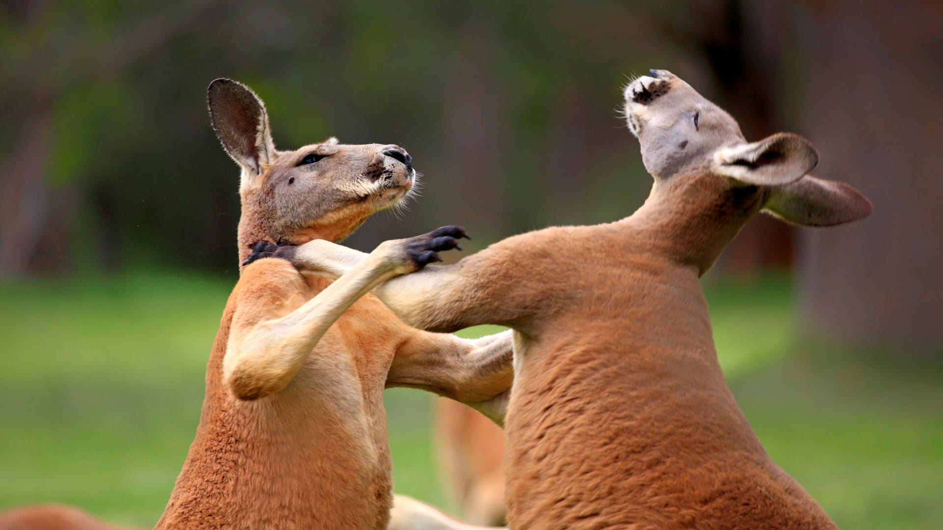 Zwei Rote Riesenkängurus (Symbolbild): In den USA ist ein Mann offenbar von einem solchen Känguru getötet worden.