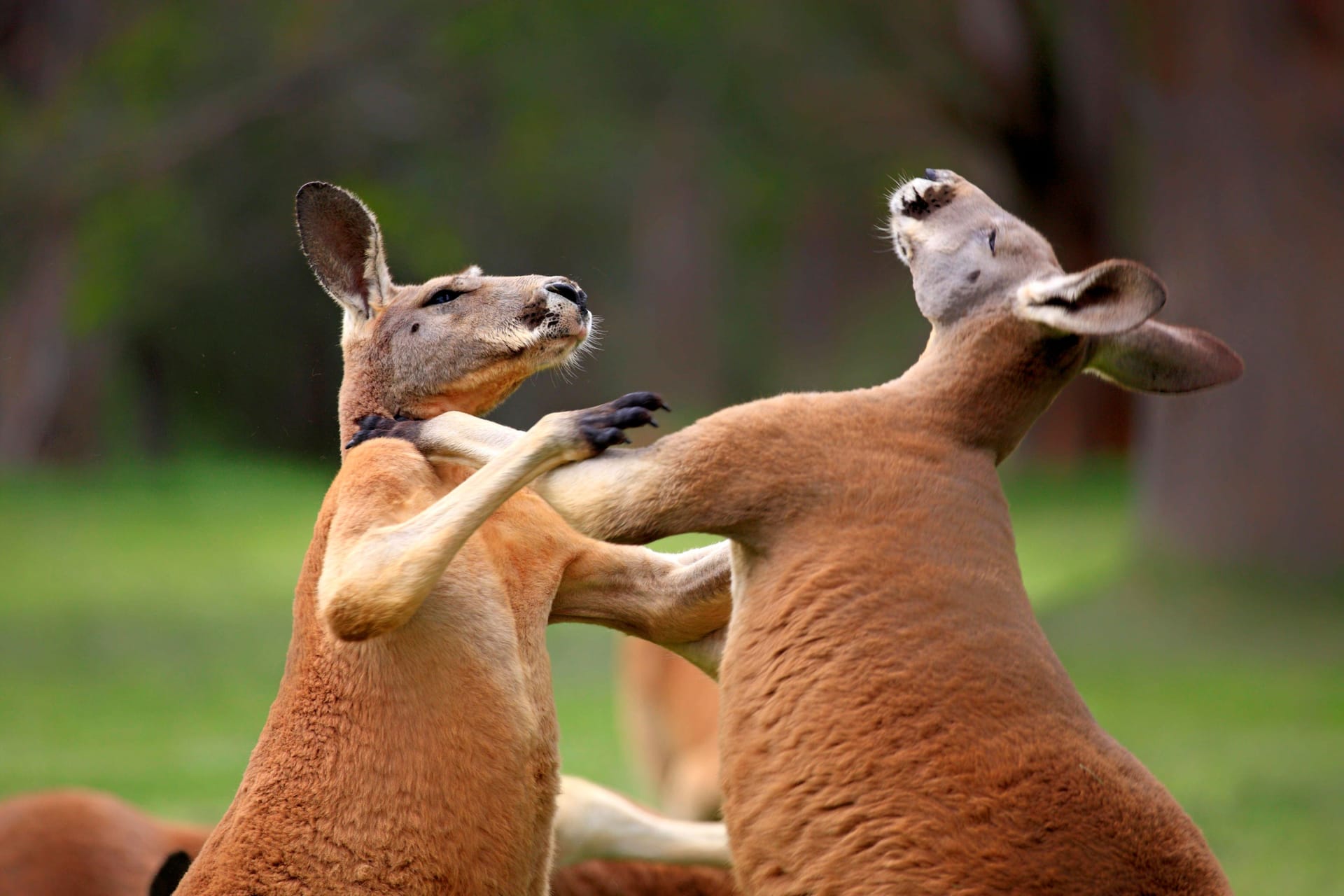 Zwei Rote Riesenkängurus (Symbolbild): In den USA ist ein Mann offenbar von einem solchen Känguru getötet worden.