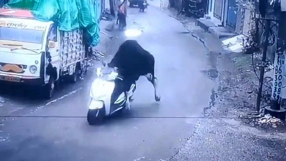 Ein Stier fährt in Indien auf einem Motorroller die Straße runter.