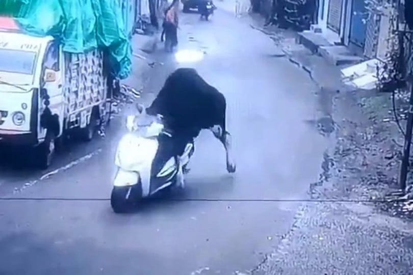 Ein Stier fährt in Indien auf einem Motorroller die Straße runter. Ein Stier fährt in Indien auf einem Motorroller die Straße runter.