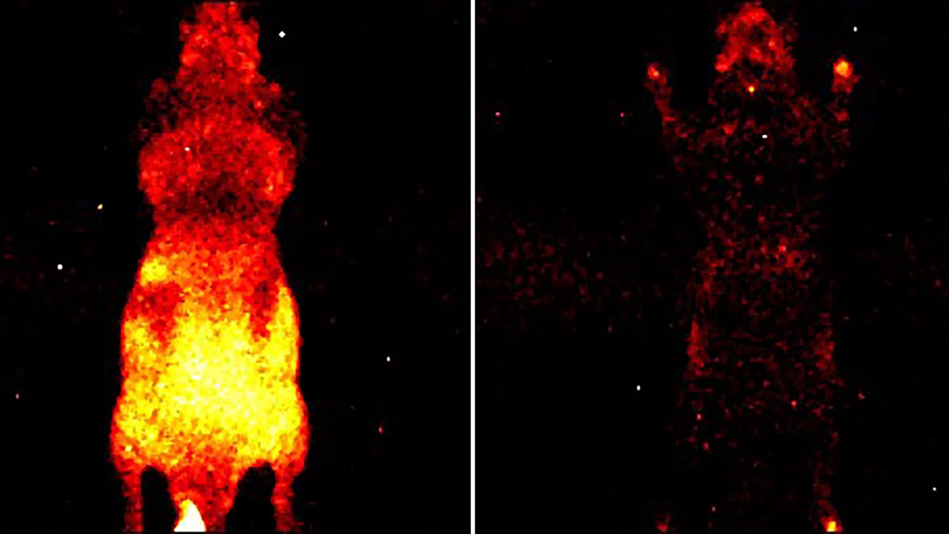 Lebenslicht unter dem Mikroskop: Links das schwache Photonenleuchten einer lebenden Maus, rechts das allmählich erlöschende Signal nach dem Tod.