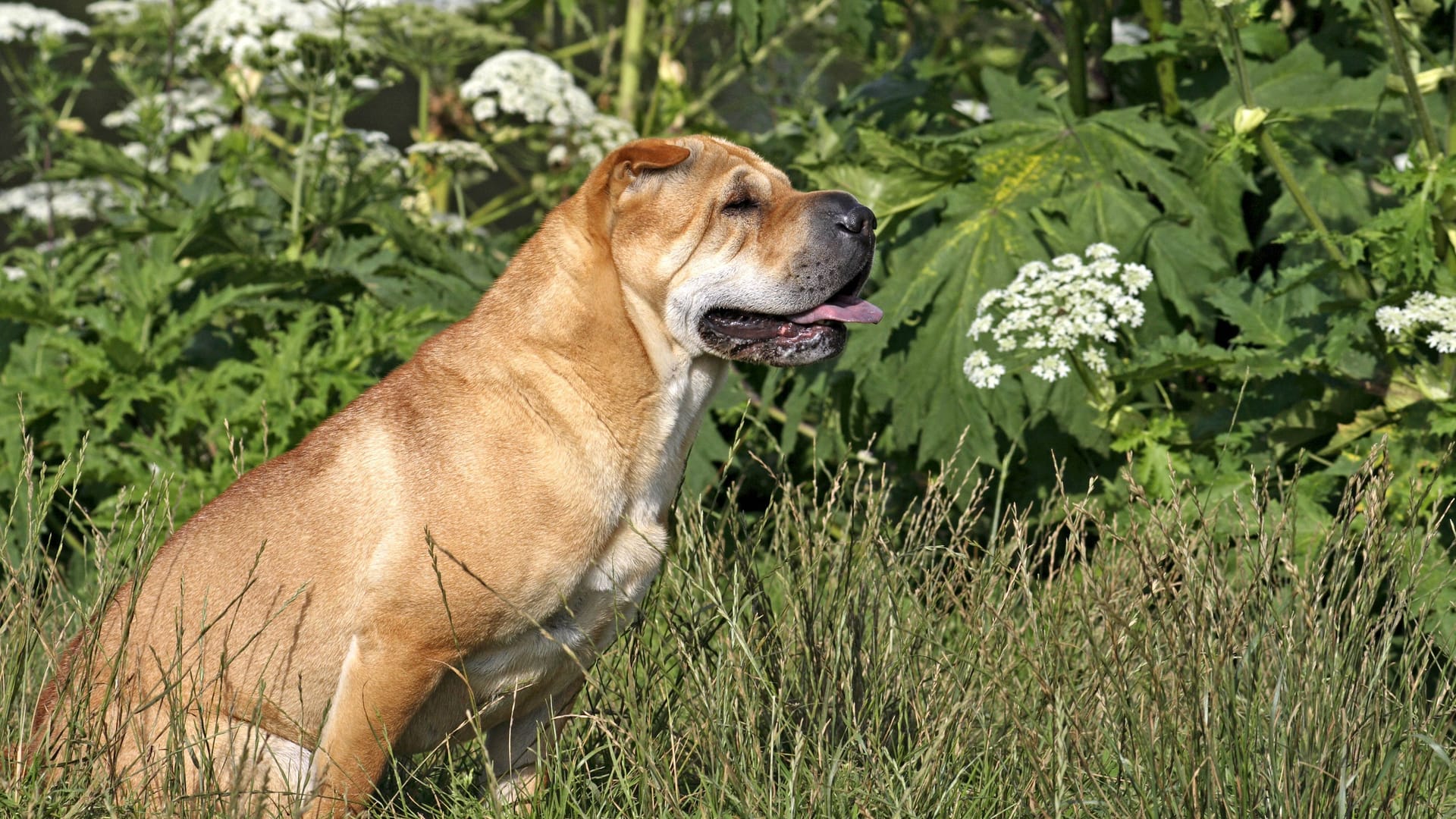 Shar Pei (Symbolbild): Das Tierheim Bremen sucht für zwei Mischlinge neue Halter. Shar Pei (Symbolbild): Das Tierheim Bremen sucht für zwei Mischlinge neue Halter.