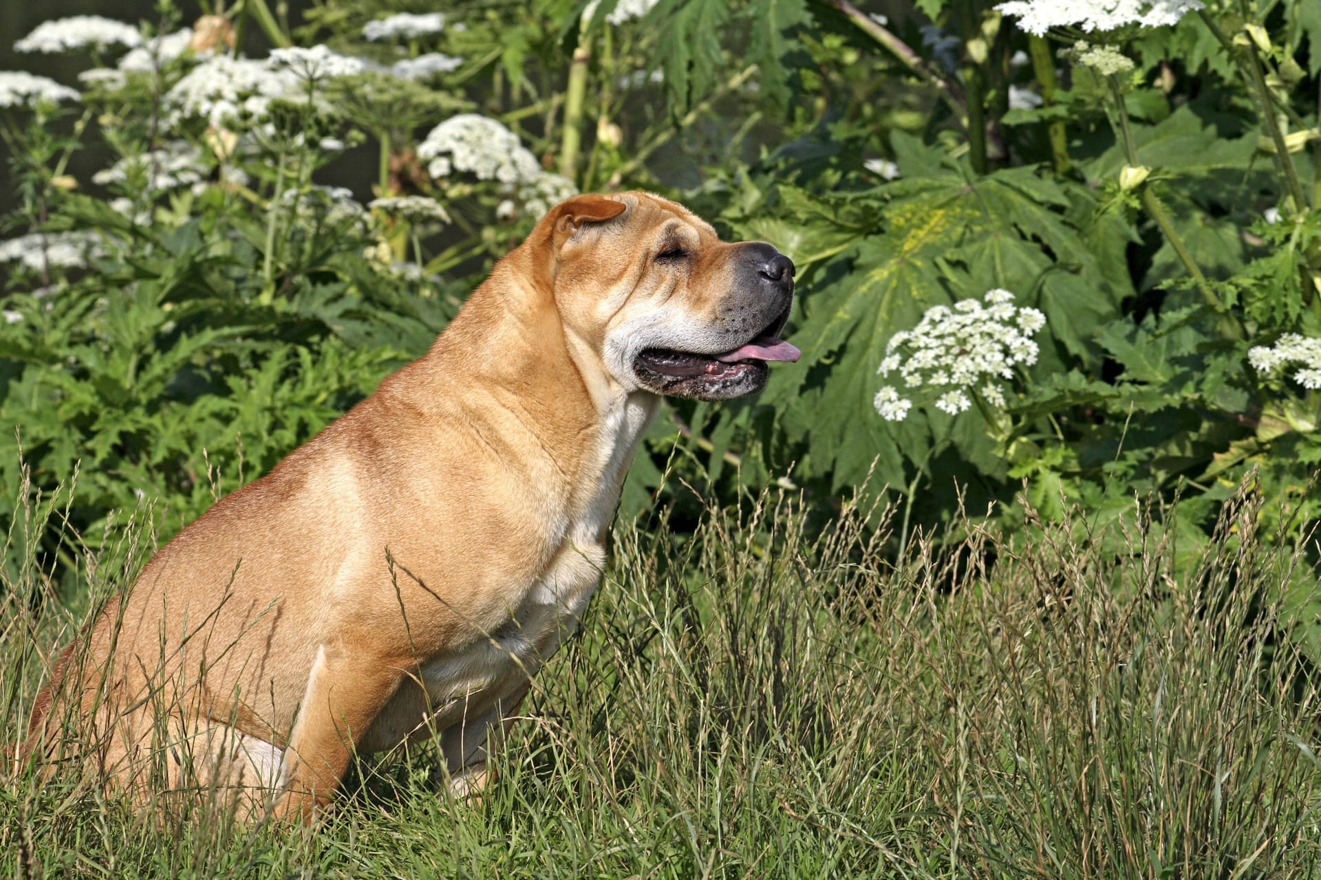Shar Pei (Symbolbild): Das Tierheim Bremen sucht für zwei Mischlinge neue Halter.