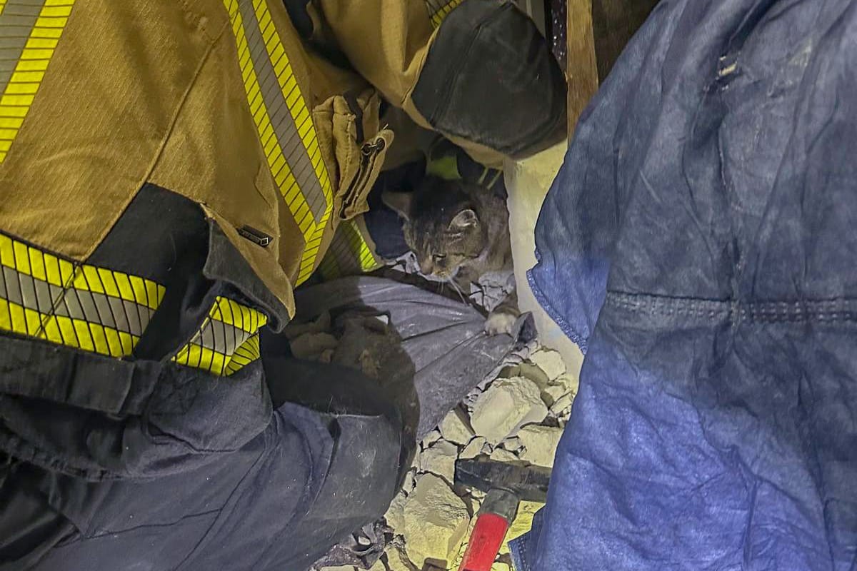 Nach einem dreistündigen Einsatz konnte die Feuerwehr Katze "Schreihals" aus ihrer misslichen Lage befreien. Das Tier steckte in einem Spalt zwischen zwei Garagen fest.