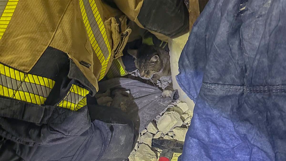 Nach einem dreistündigen Einsatz konnte die Feuerwehr Katze "Schreihals" aus ihrer misslichen Lage befreien. Das Tier steckte in einem Spalt zwischen zwei Garagen fest.