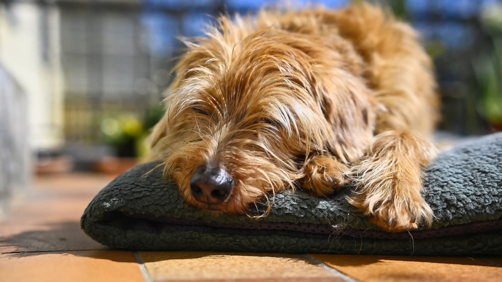 Ein Hund liegt in der Sonne (Archivbild): Das Wochenende wird sommerlich.